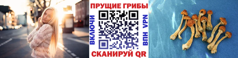 Псилоцибиновые грибы Magic Shrooms  Сергач 